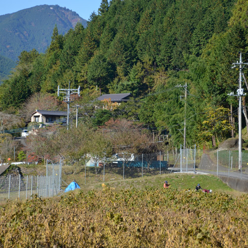 あけぼの大豆