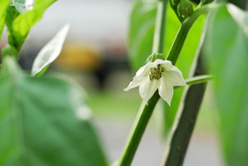 相原さんのピーマン畑　ピーマンの花