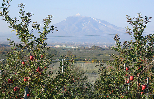 岩木山を望むりんご園