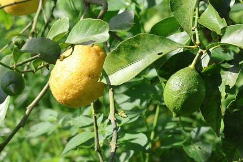 道法さんのレモンの収穫