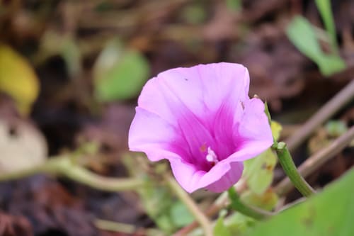 上妻さんの安納紅の花